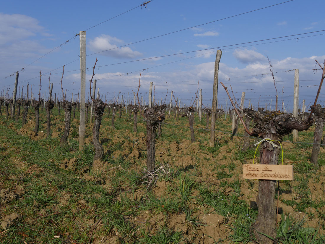 Виноградник на урожай